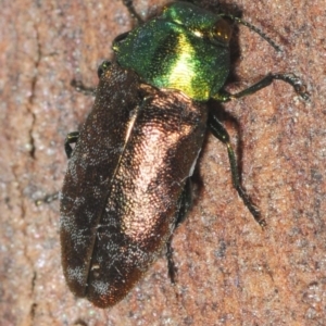 Diphucrania cupripennis at Wyanbene, NSW - 9 Dec 2018 08:00 PM