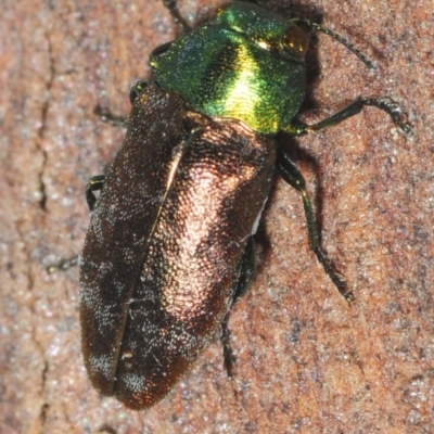 Diphucrania cupripennis (A Jewel Beetle) at QPRC LGA - 9 Dec 2018 by Harrisi