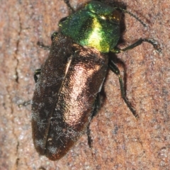 Diphucrania cupripennis (A Jewel Beetle) at Wyanbene, NSW - 9 Dec 2018 by Harrisi