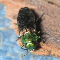 Diphucrania cupripennis at Wyanbene, NSW - 9 Dec 2018 08:00 PM