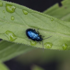 Altica sp. (genus) (Flea beetle) at Acton, ACT - 10 Dec 2018 by AlisonMilton