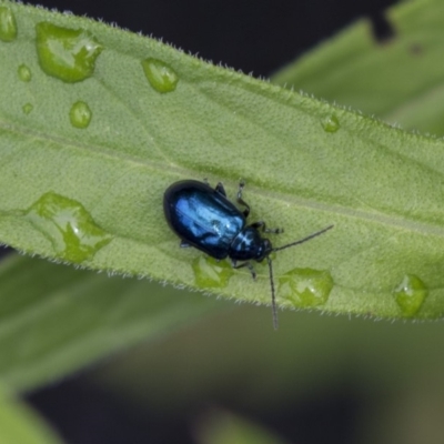 Altica sp. (genus) (Flea beetle) at ANBG - 9 Dec 2018 by AlisonMilton
