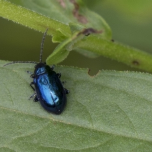 Altica sp. (genus) at Acton, ACT - 10 Dec 2018