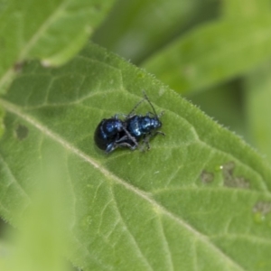 Altica sp. (genus) at Acton, ACT - 10 Dec 2018 10:41 AM