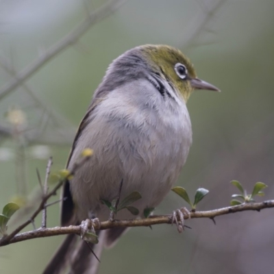 Zosterops lateralis (Silvereye) at Acton, ACT - 10 Dec 2018 by AlisonMilton
