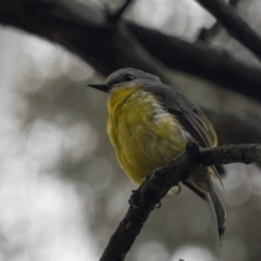 Eopsaltria australis (Eastern Yellow Robin) at Acton, ACT - 10 Dec 2018 by AlisonMilton