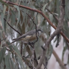 Pachycephala rufiventris (Rufous Whistler) at Acton, ACT - 10 Dec 2018 by AlisonMilton