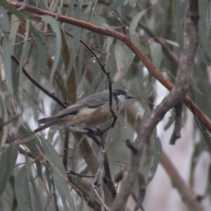 Pachycephala rufiventris at Acton, ACT - 10 Dec 2018 09:26 AM