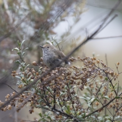 Acanthiza pusilla (Brown Thornbill) at Acton, ACT - 10 Dec 2018 by AlisonMilton