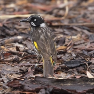 Phylidonyris novaehollandiae at Acton, ACT - 10 Dec 2018