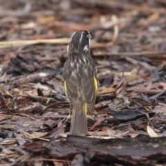 Phylidonyris novaehollandiae at Acton, ACT - 10 Dec 2018 10:03 AM