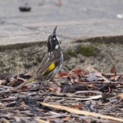 Phylidonyris novaehollandiae at Acton, ACT - 10 Dec 2018