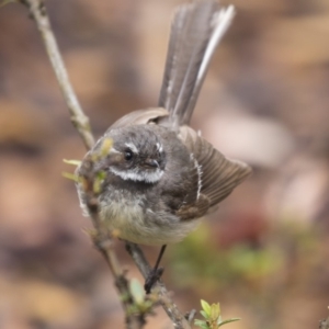 Rhipidura albiscapa at Acton, ACT - 10 Dec 2018 10:07 AM