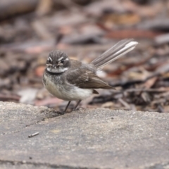 Rhipidura albiscapa at Acton, ACT - 10 Dec 2018 10:07 AM