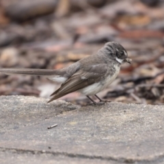 Rhipidura albiscapa at Acton, ACT - 10 Dec 2018 10:07 AM