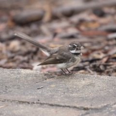 Rhipidura albiscapa at Acton, ACT - 10 Dec 2018