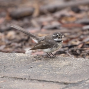 Rhipidura albiscapa at Acton, ACT - 10 Dec 2018 10:07 AM