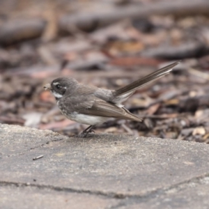 Rhipidura albiscapa at Acton, ACT - 10 Dec 2018 10:07 AM