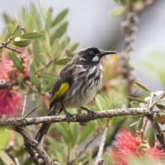 Phylidonyris novaehollandiae (New Holland Honeyeater) at Acton, ACT - 10 Dec 2018 by AlisonMilton