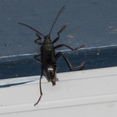 Tanychilus sp. (genus) (Comb-clawed beetle) at Higgins, ACT - 8 Dec 2018 by Alison Milton