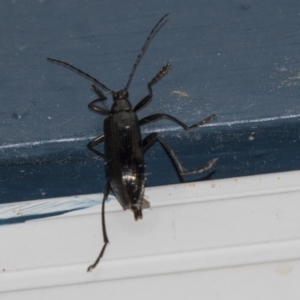 Tanychilus sp. (genus) at Higgins, ACT - 8 Dec 2018