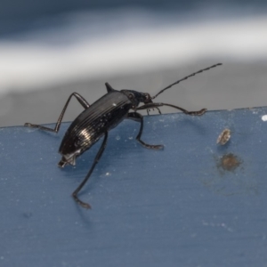 Tanychilus sp. (genus) at Higgins, ACT - 8 Dec 2018 09:21 PM