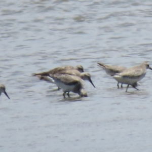 Calidris canutus at Wollumboola, NSW - 8 Dec 2018