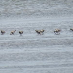 Calidris canutus at Wollumboola, NSW - 8 Dec 2018