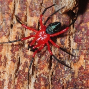 Nicodamidae (family) at Kindervale, NSW - 9 Dec 2018 10:44 AM