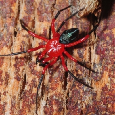 Nicodamidae (family) (Red and Black Spider) at Tallaganda State Forest - 8 Dec 2018 by Harrisi