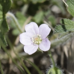 Geranium solanderi var. solanderi (Native Geranium) at Illilanga & Baroona - 29 Oct 2018 by Illilanga