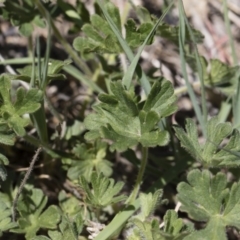 Geranium solanderi var. solanderi at Michelago, NSW - 29 Oct 2018