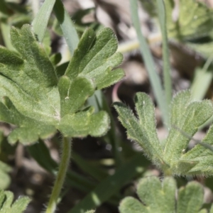 Geranium solanderi var. solanderi at Michelago, NSW - 29 Oct 2018 12:24 PM