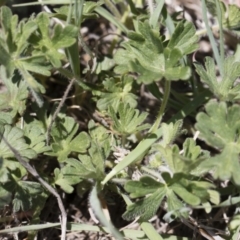 Geranium solanderi var. solanderi at Michelago, NSW - 29 Oct 2018 12:24 PM