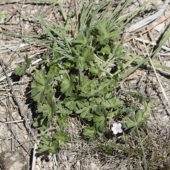 Geranium solanderi var. solanderi at Michelago, NSW - 29 Oct 2018