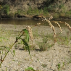 Persicaria lapathifolia (Pale Knotweed) at Tharwa, ACT - 9 Dec 2018 by MichaelBedingfield