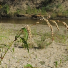 Persicaria lapathifolia (Pale Knotweed) at Gigerline Nature Reserve - 9 Dec 2018 by michaelb