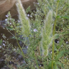 Polypogon monspeliensis (Annual Beard Grass) at Tharwa, ACT - 9 Dec 2018 by michaelb