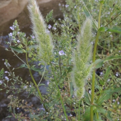 Polypogon monspeliensis (Annual Beard Grass) at Gigerline Nature Reserve - 9 Dec 2018 by michaelb