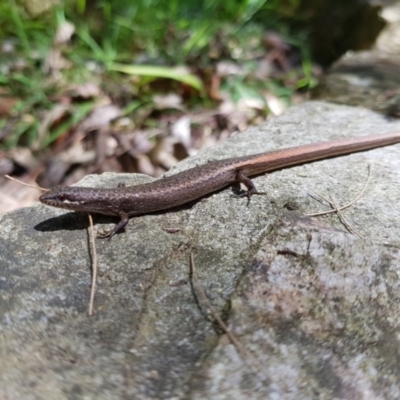 Saproscincus mustelinus (Weasel Skink) at ANBG - 6 Dec 2018 by sho.rapley