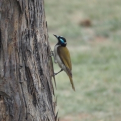 Entomyzon cyanotis (Blue-faced Honeyeater) at Lake Ginninderra - 10 Dec 2018 by wombey