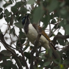 Entomyzon cyanotis at Belconnen, ACT - 11 Dec 2018 08:33 AM