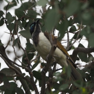 Entomyzon cyanotis at Belconnen, ACT - 11 Dec 2018