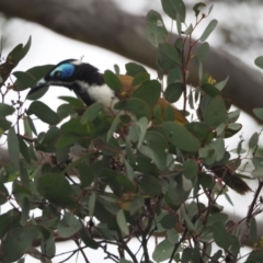 Entomyzon cyanotis at Belconnen, ACT - 11 Dec 2018 08:33 AM