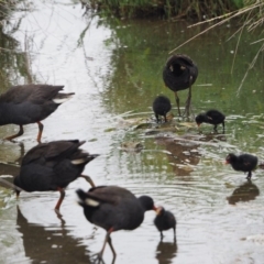 Gallinula tenebrosa (Dusky Moorhen) at Belconnen, ACT - 11 Dec 2018 by wombey