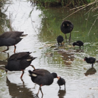 Gallinula tenebrosa (Dusky Moorhen) at Belconnen, ACT - 11 Dec 2018 by wombey