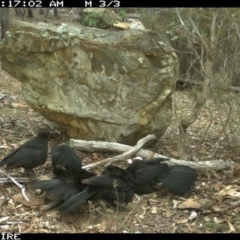 Corcorax melanorhamphos (White-winged Chough) at Wamboin, NSW - 3 Oct 2018 by Sparkyflame101