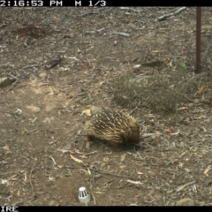 Tachyglossus aculeatus (Short-beaked Echidna) at QPRC LGA - 13 Oct 2018 by Sparkyflame101