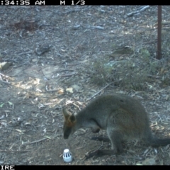 Wallabia bicolor (Swamp Wallaby) at QPRC LGA - 1 Oct 2018 by Sparkyflame101