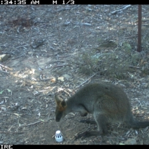 Wallabia bicolor at Wamboin, NSW - 2 Oct 2018 06:34 AM